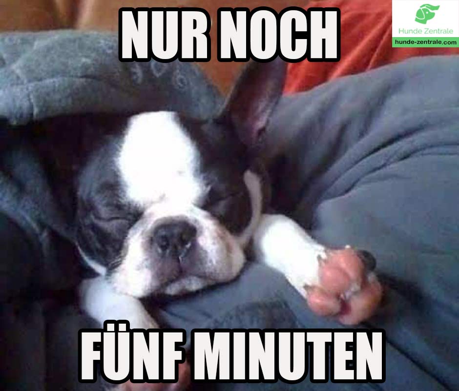 Franzoesische-Bulldogge-Meme-nur-noch-fuenf-minuten