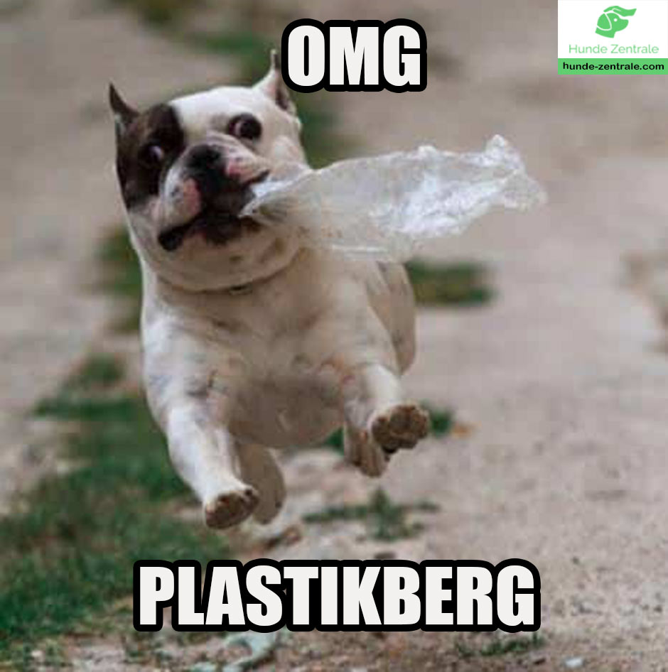 Franzoesische-Bulldogge-Meme-omg-plastikberg