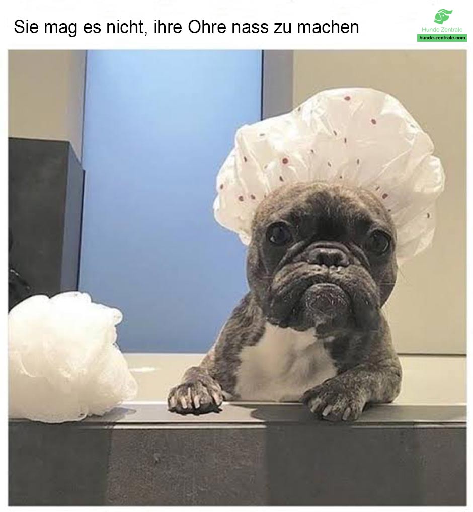 Franzoesische-Bulldogge-Meme-sie-mag-es-nicht-ihre-ohren-nass-zu-machen