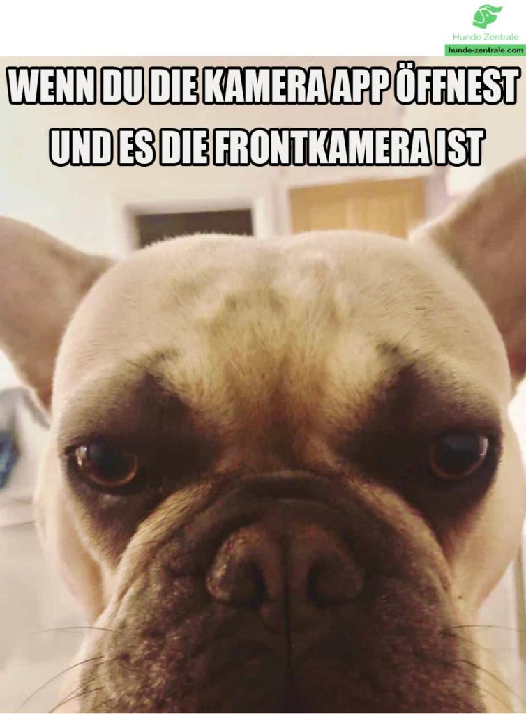 Franzoesische-Bulldogge-Meme-wenn-du-die-kamera-app-oeffnest