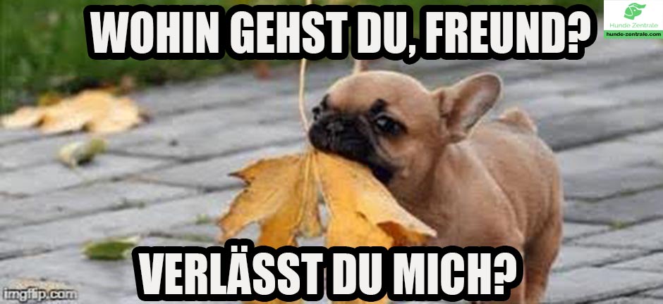 Franzoesische-Bulldogge-Meme-wohin-gehst-du-freund