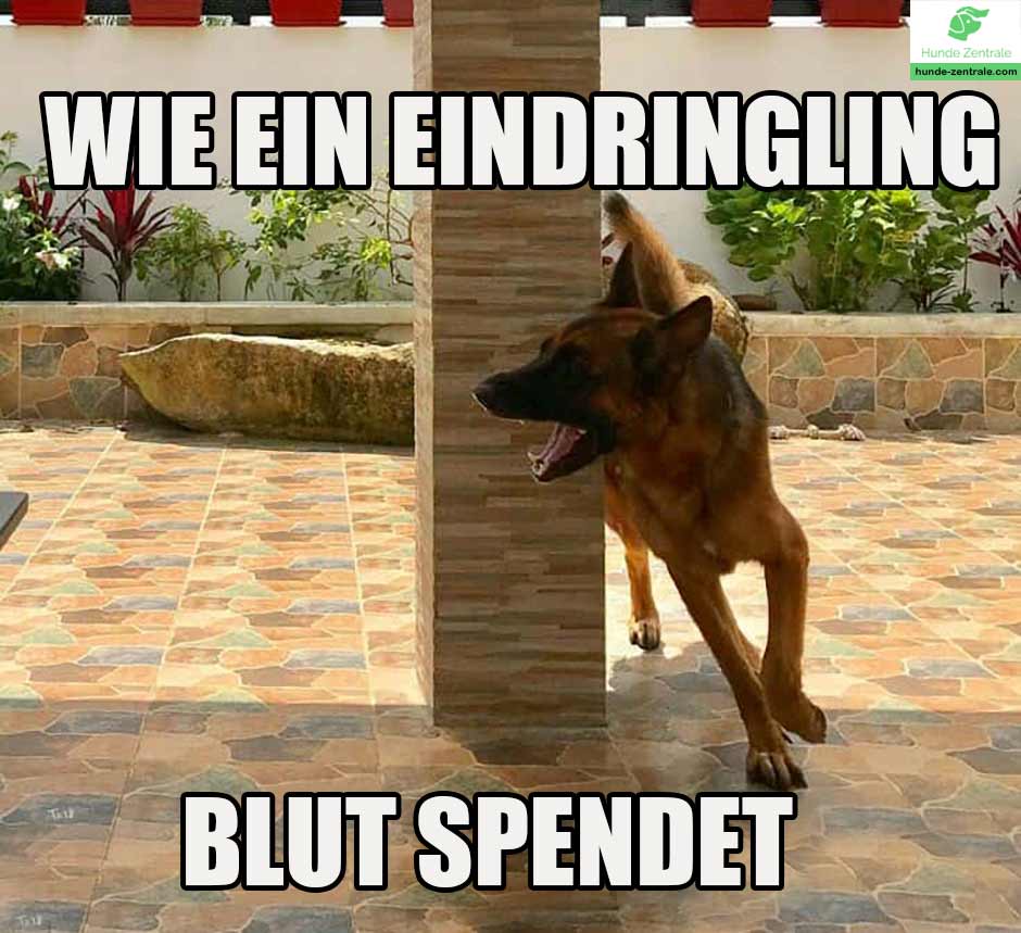 Deutscher-Schaeferhund-Meme-wie-ein-eindringling-blut-spendet