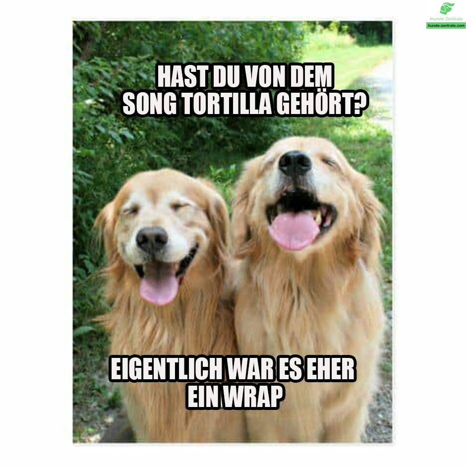 Golden-Retriever-Meme-Hast-du-von-dem-tortilla-song-gehoert