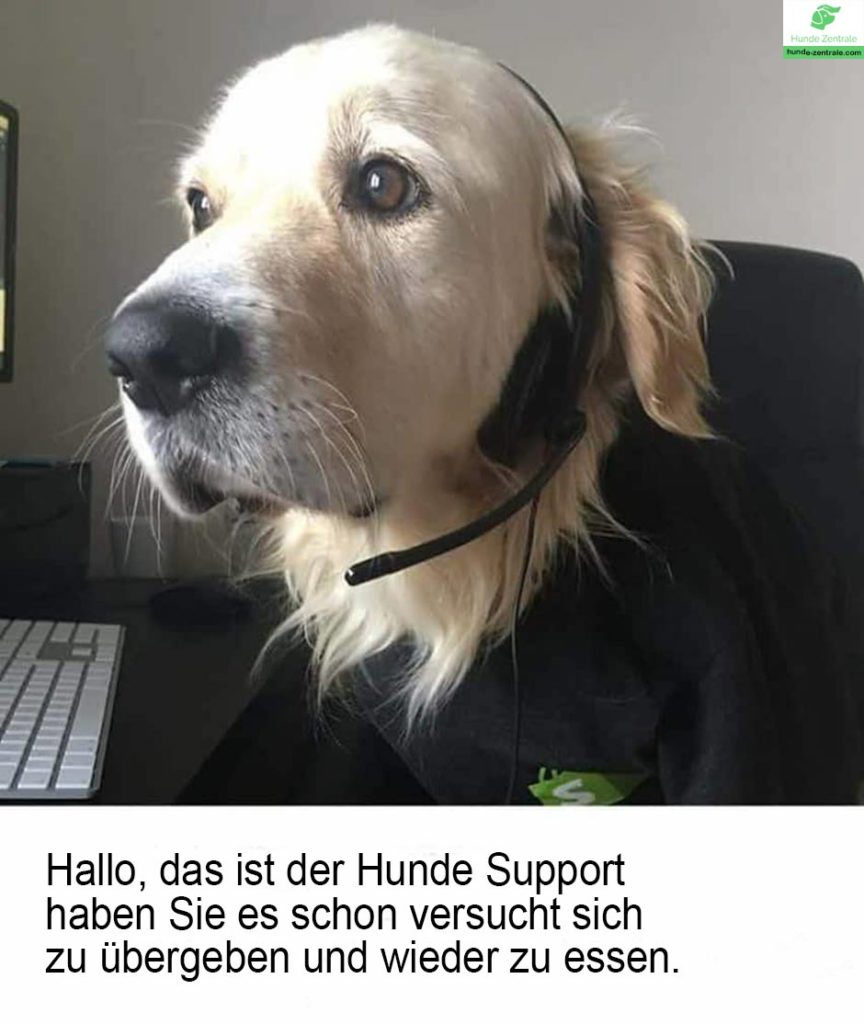 Golden-Retriever-Meme-hallo-das-ist-der-hunde-support
