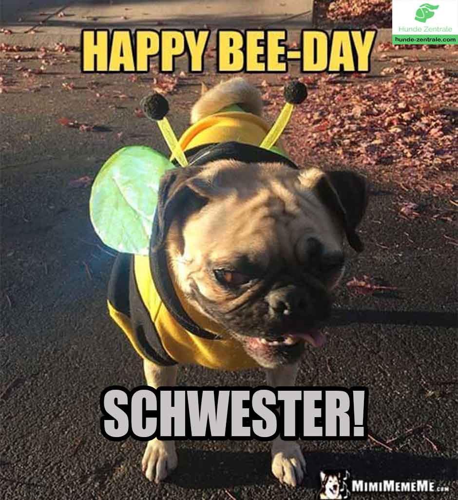 Happy-Birthday-Hundememe-Happy-Bee-day-schwester