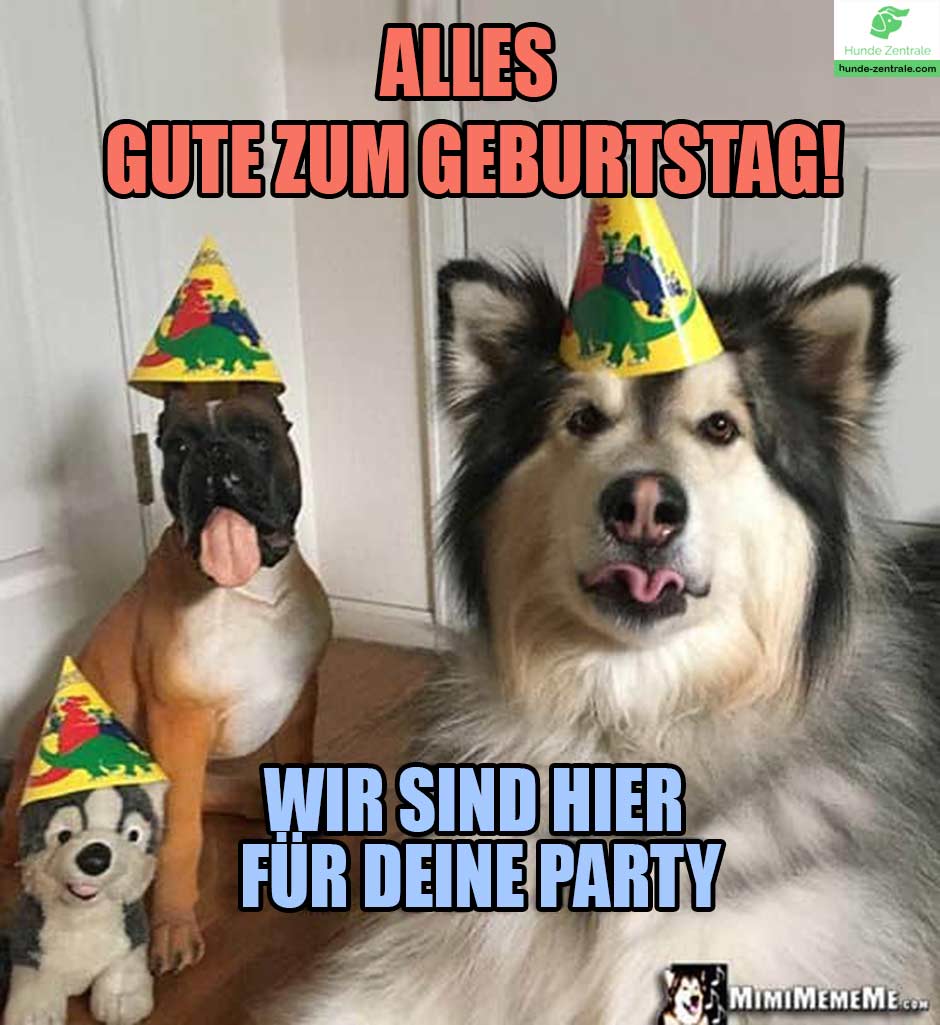 Happy-Birthday-Hundememe-alles-gute-zum-geburtstag-wir-sind-hier-fuer-deine-party