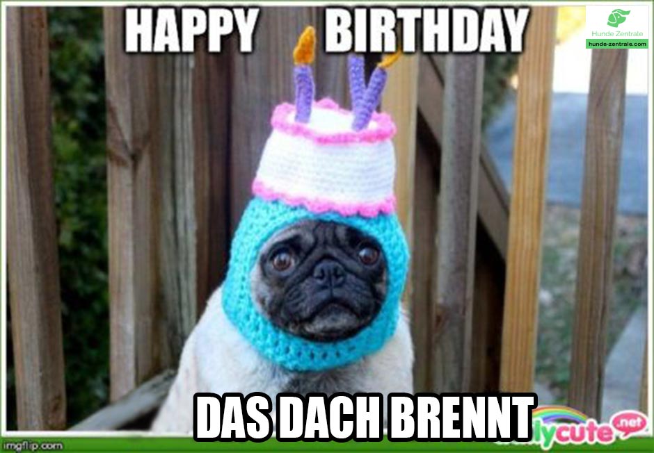 Happy-Birthday-Hundememe-das-dach-brennt