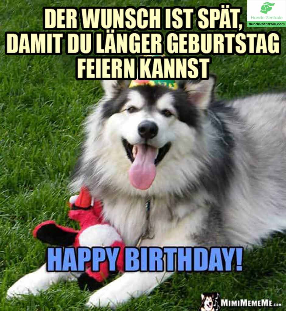 Happy-Birthday-Hundememe-der-wunsch-ist-spaet