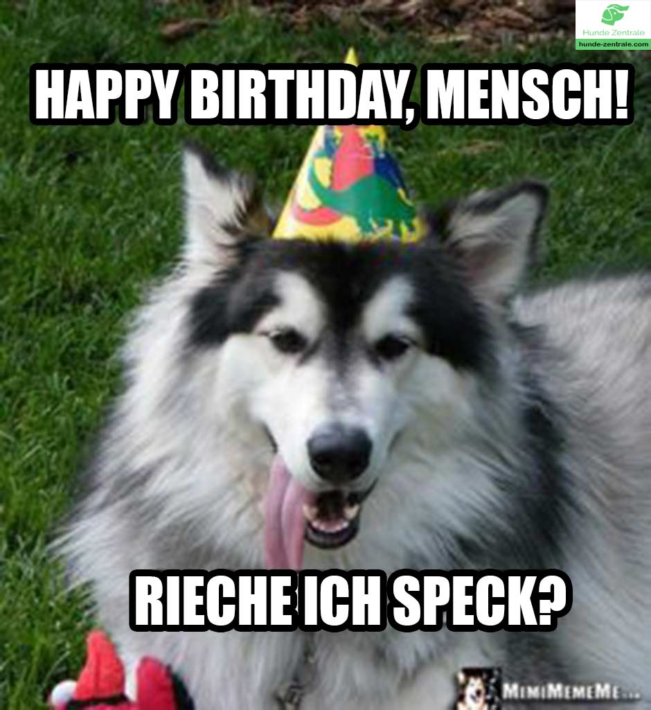 Happy-Birthday-Hundememe-happy-birthday-mensch