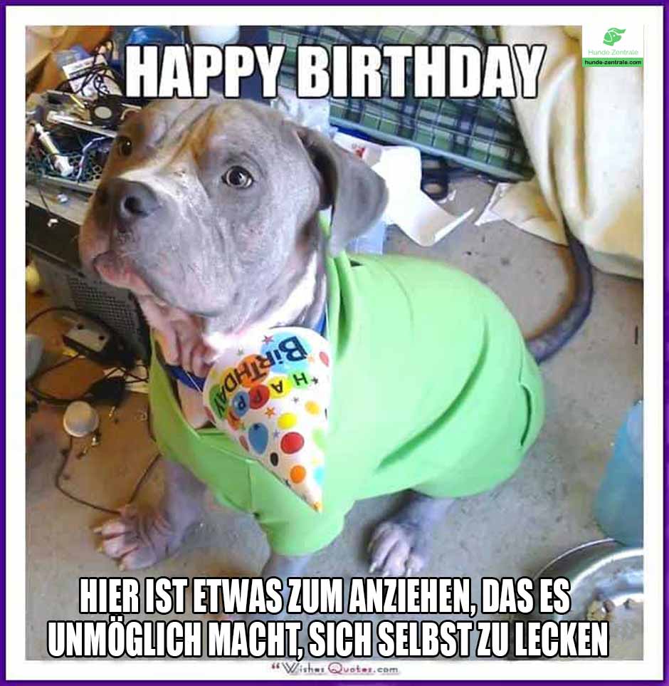 Happy-Birthday-Hundememe-hier-ist-etwas-zum-anziehen