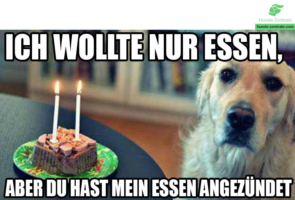 Happy-Birthday-Hundememe-ich-wollte-nur-essen