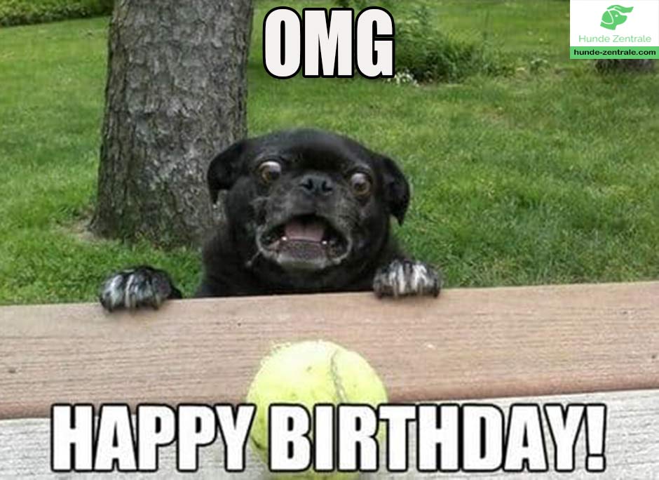 Happy-Birthday-Hundememe-omg-happy-birthday