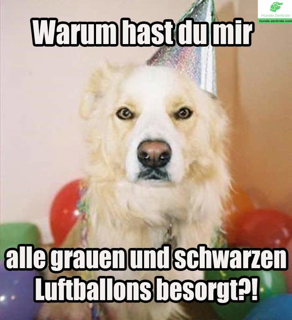 Happy-Birthday-Hundememe-warum-hast-du-mir
