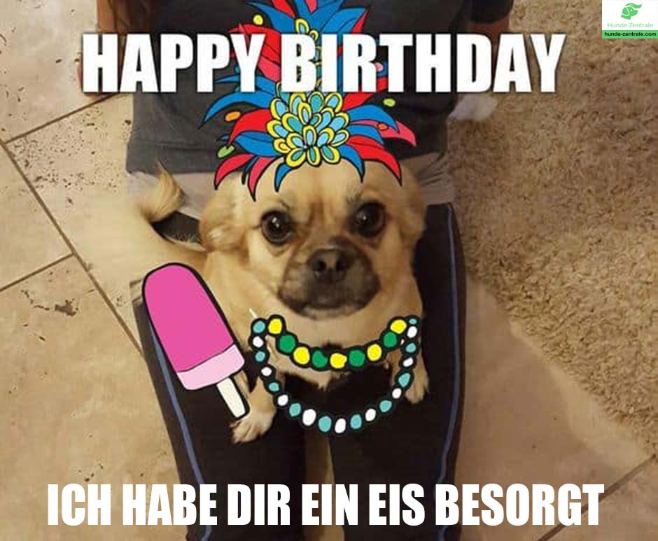 Happy-Birthday-Hundememe-warum-ich-habe-dir-ein-eis-besorgt