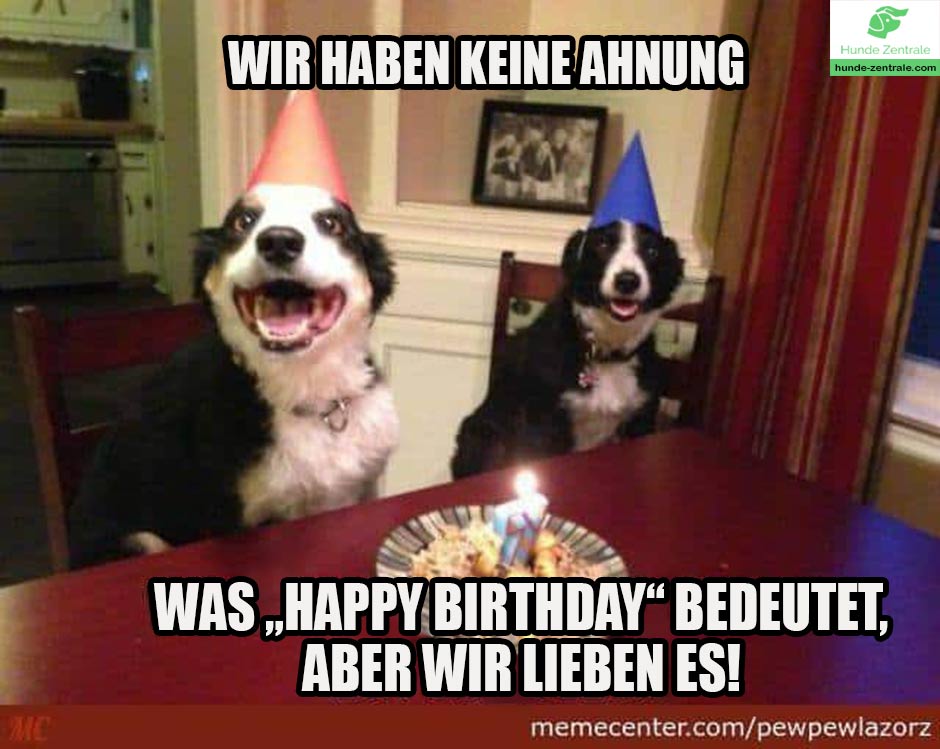 Happy-Birthday-Hundememe-wir-haben-keine-ahnung-was-happy-birthday-bedeutet