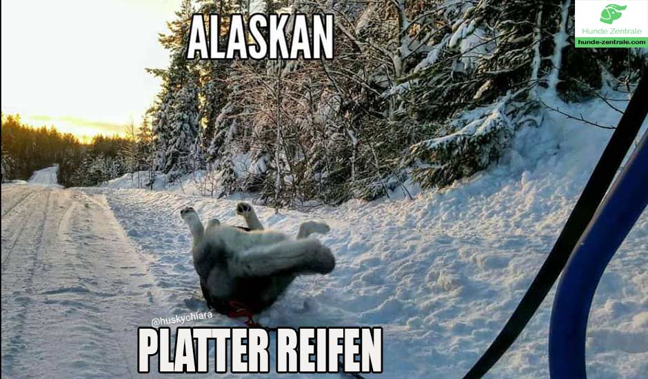 Husky-Meme-Alaskan-platter-reifen