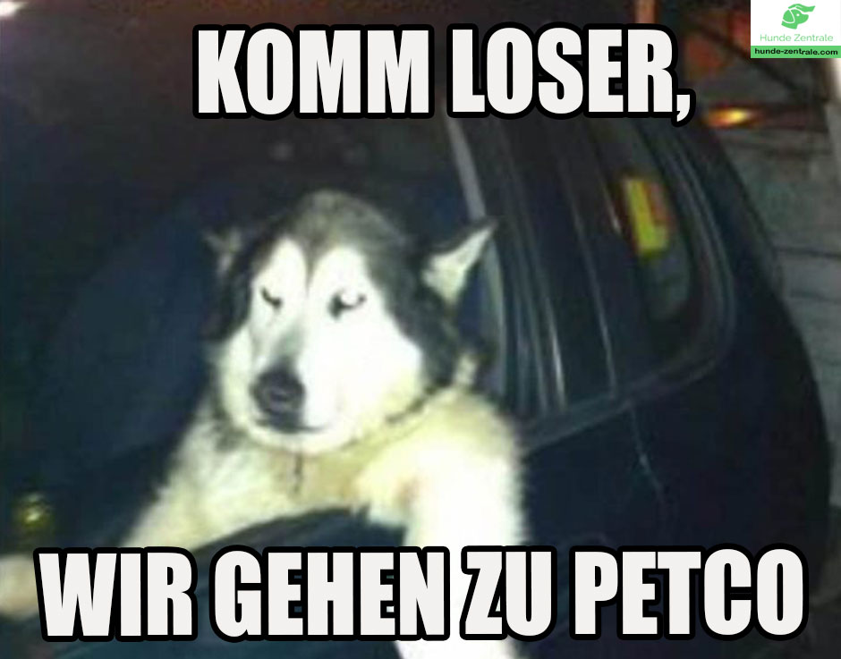 Husky-Meme-Komm-Loser-Wir-gehen-zu-petco