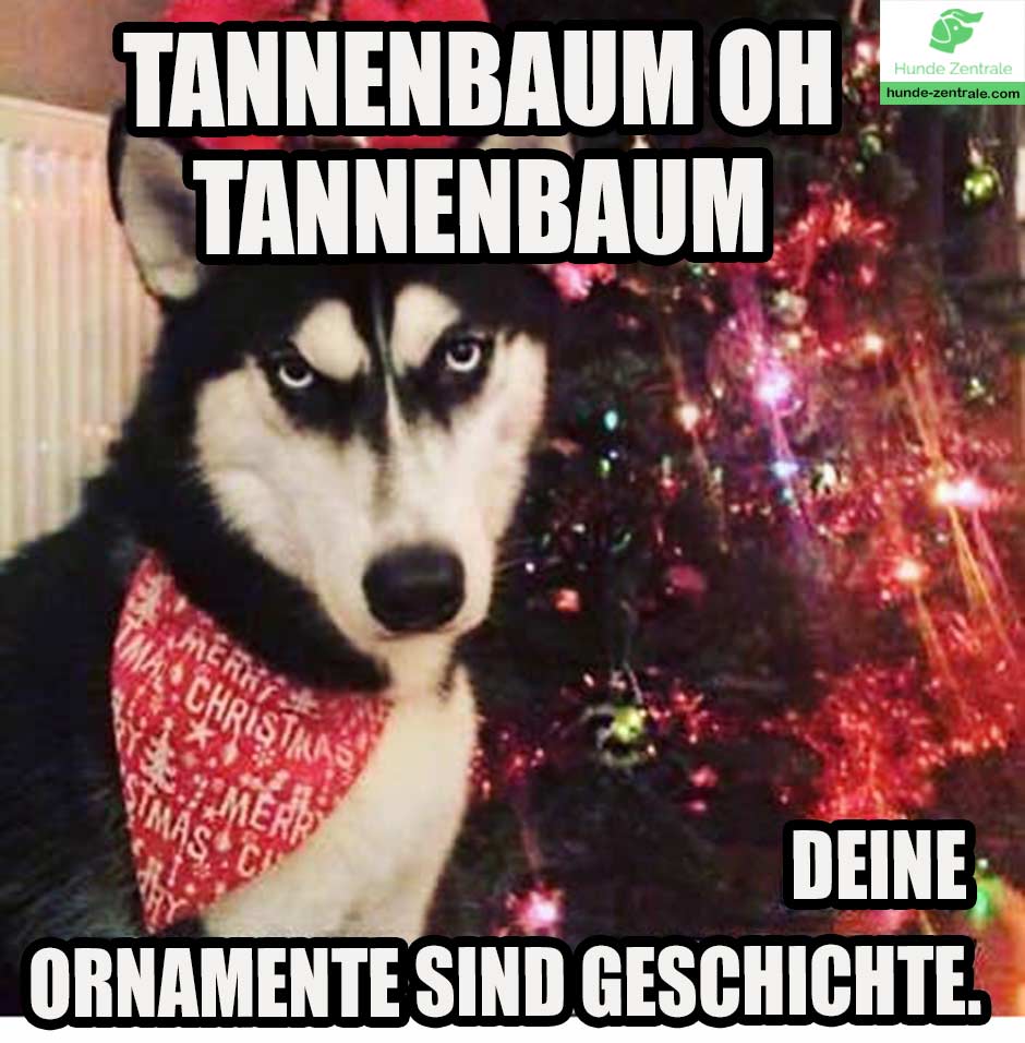 Husky-Meme-Tannenbaum-oh-tannenbaum