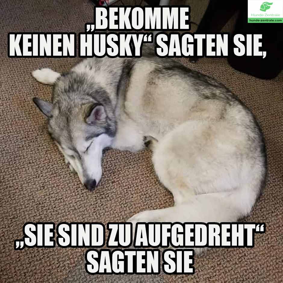 Husky-Meme-bekomme-keinen-husky