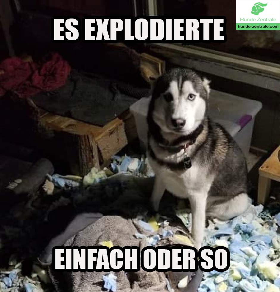 Husky-Meme-es-explodierte-einfach-so
