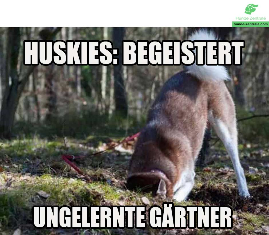 Husky-Meme-huskies-begeistert-ungelernte-gaertner