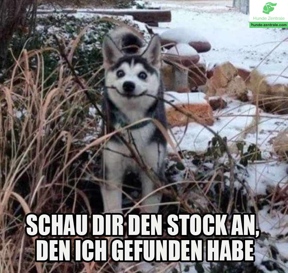 Husky-Meme-huskies-schau-dir-den-stock-an-den-ich-gefunden-habe