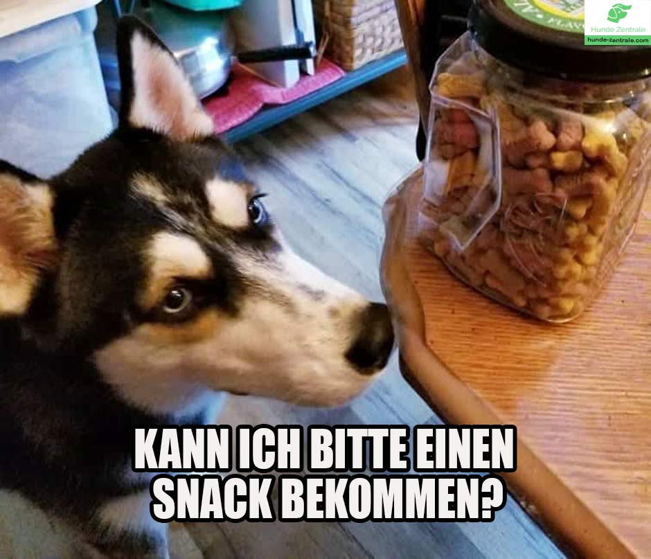 Husky-Meme-kann-ich-bitte-einen-snack-bekommen