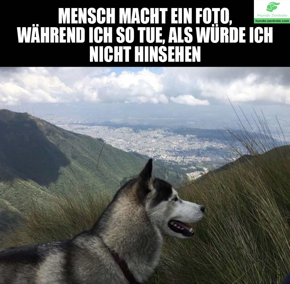 Husky-Meme-mensch-macht-ein-foto