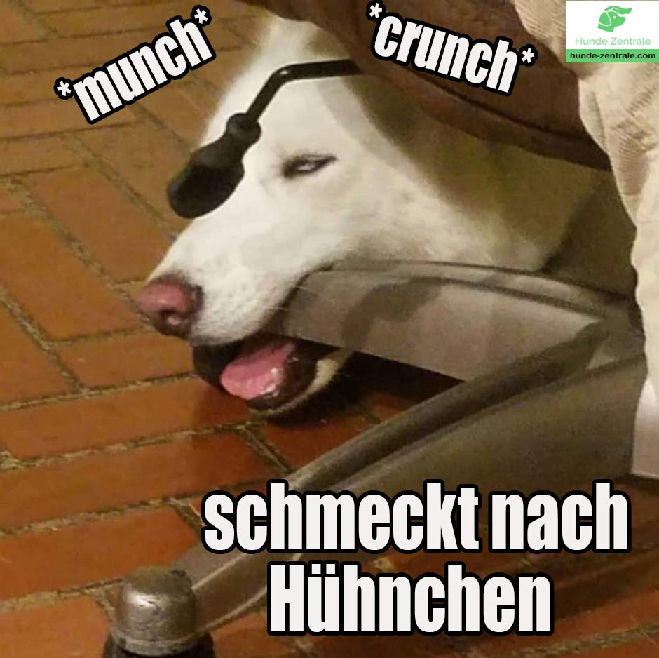 Husky-Meme-schmeckt-nach-huehnchen