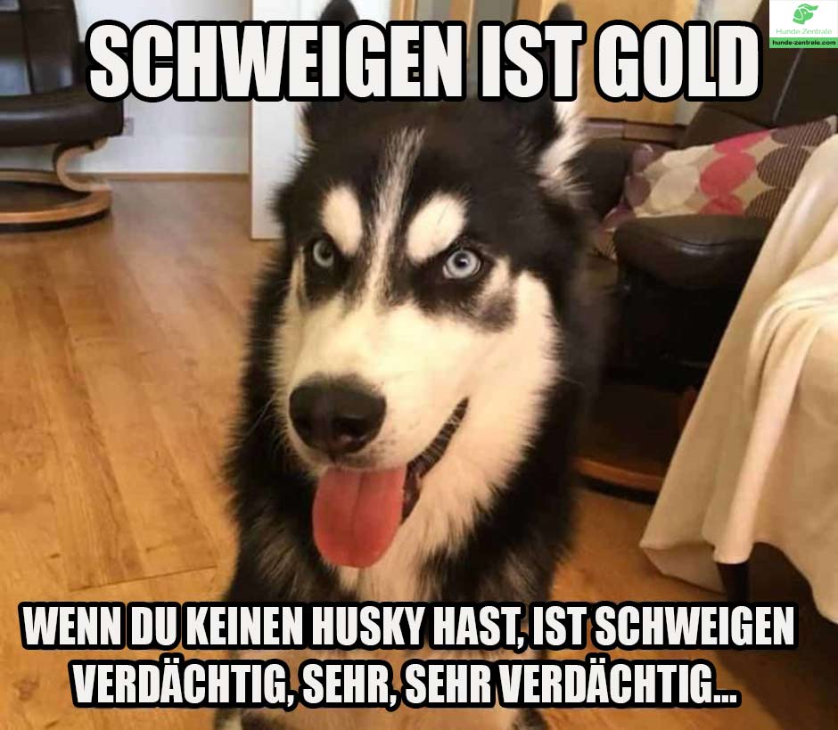 Husky-Meme-schweigen-ist-gold