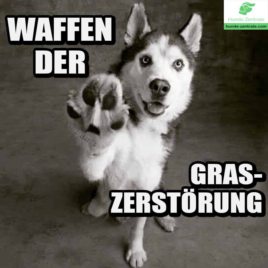 Husky-Meme-waffern-der-graszertoerung