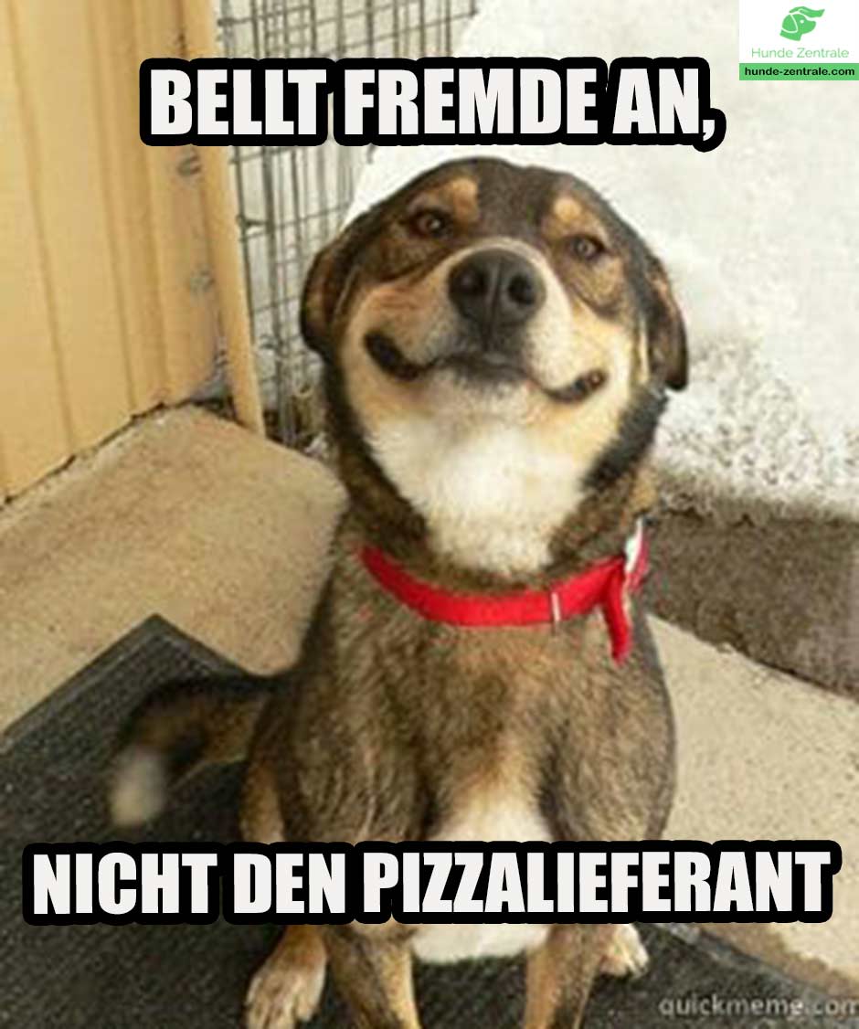 37+ lächelnde Hunde Memes Hunde Zentrale