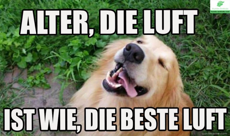 37+ lächelnde Hunde Memes Hunde Zentrale