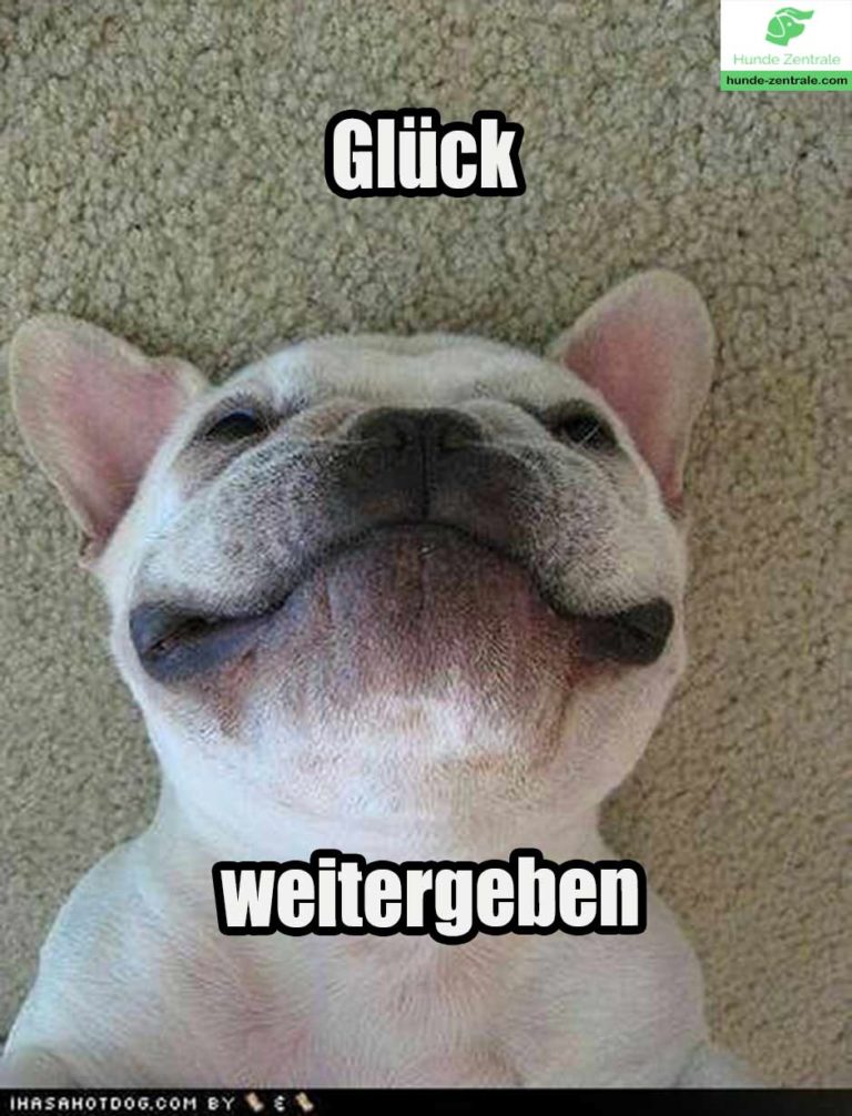 37+ lächelnde Hunde Memes Hunde Zentrale