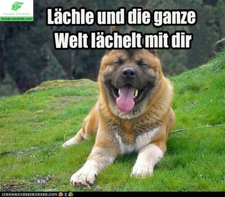 37+ lächelnde Hunde Memes Hunde Zentrale