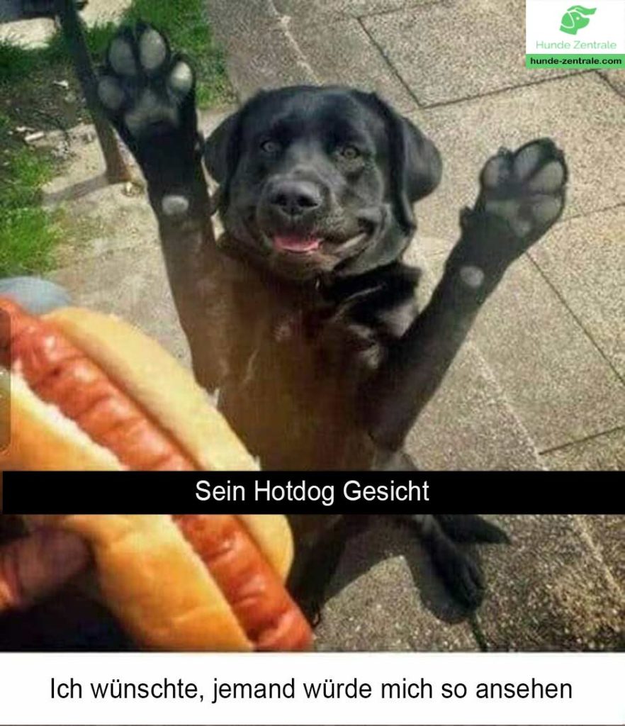 Laechelnder-Hund-Meme-sein-hotdog-gesicht