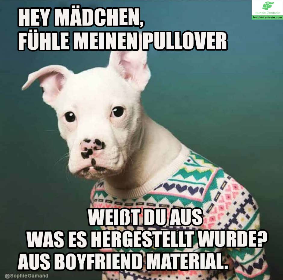 Pitbull-Meme-Hey-Maedchen-fuehle-meinen-pullover