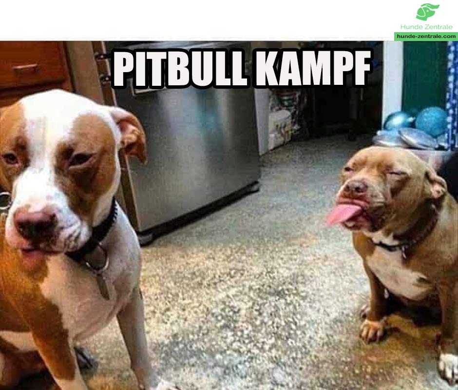 Pitbull-Meme-Pitbull-Kampf