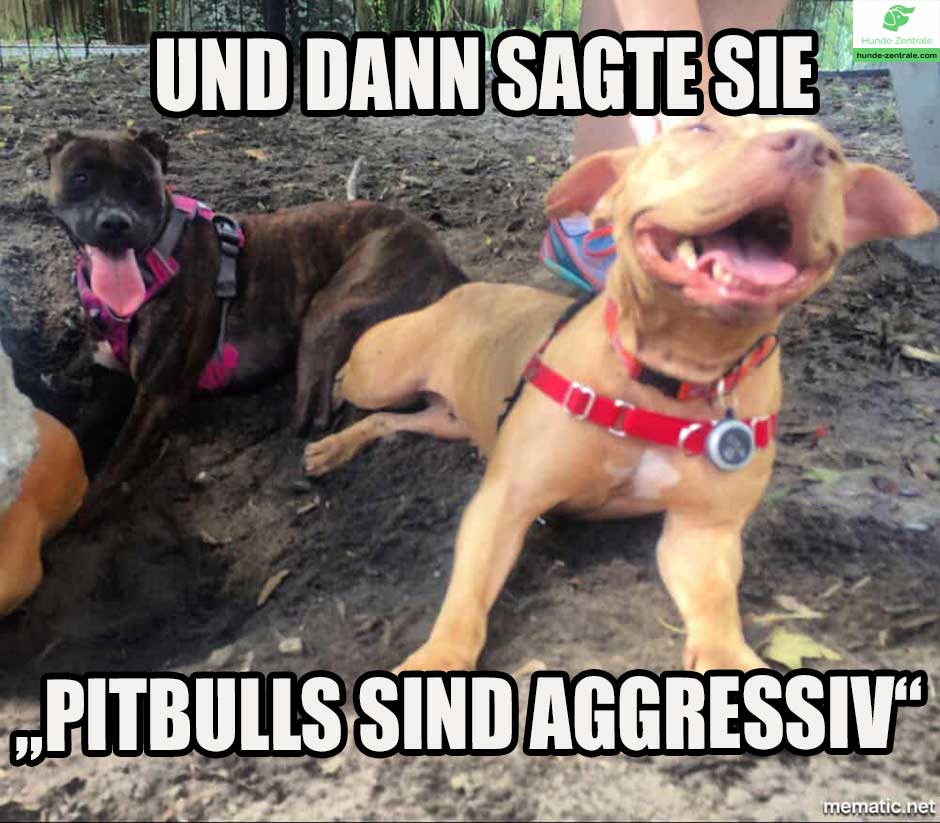 Pitbull-Meme-und-dann-sagte-sie-ptbulls-sind-aggressiv