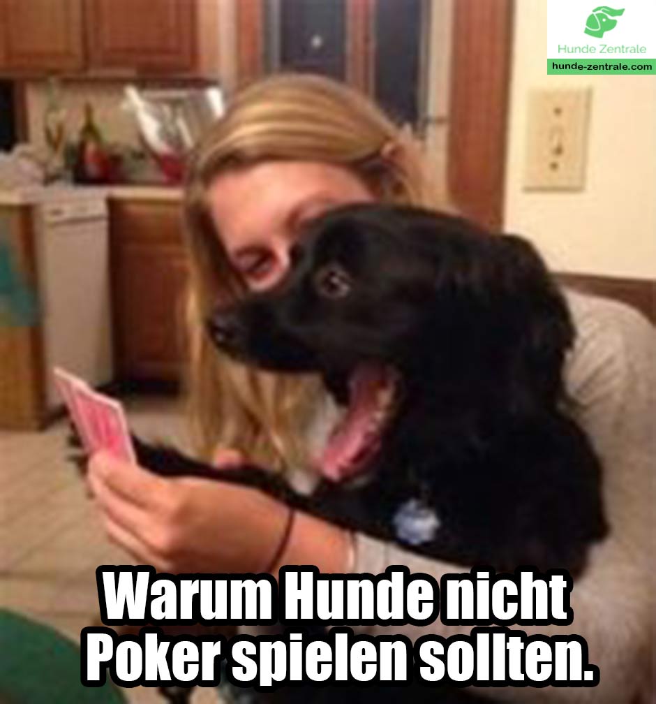 Streichel-Hundememe-warum-Hunde-nicht-poker-spielen-sollten
