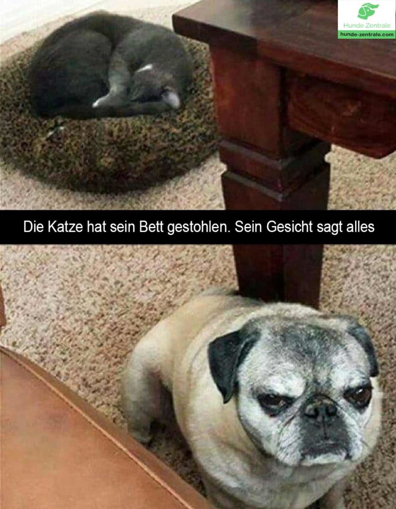 Trauriger-Hund-Meme-die-katze-hat-sein-Bett-gestohlen