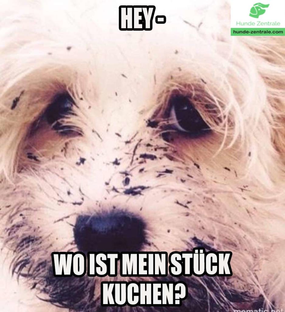 Trauriger-Hund-Meme-hey-wo-ist-mein-stueck-kuchen