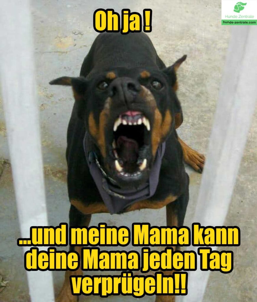 Wuetender-Hund-Meme-Oh-ja-meine-mama-kann-deine-mama-jeden-tag-verpruegeln