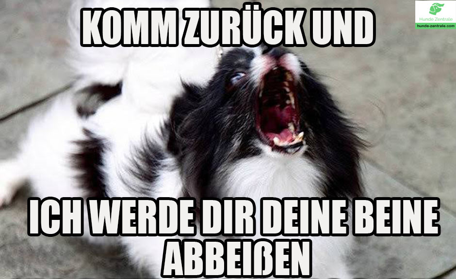 Wuetender-Hund-Meme-komm-zurueck-und