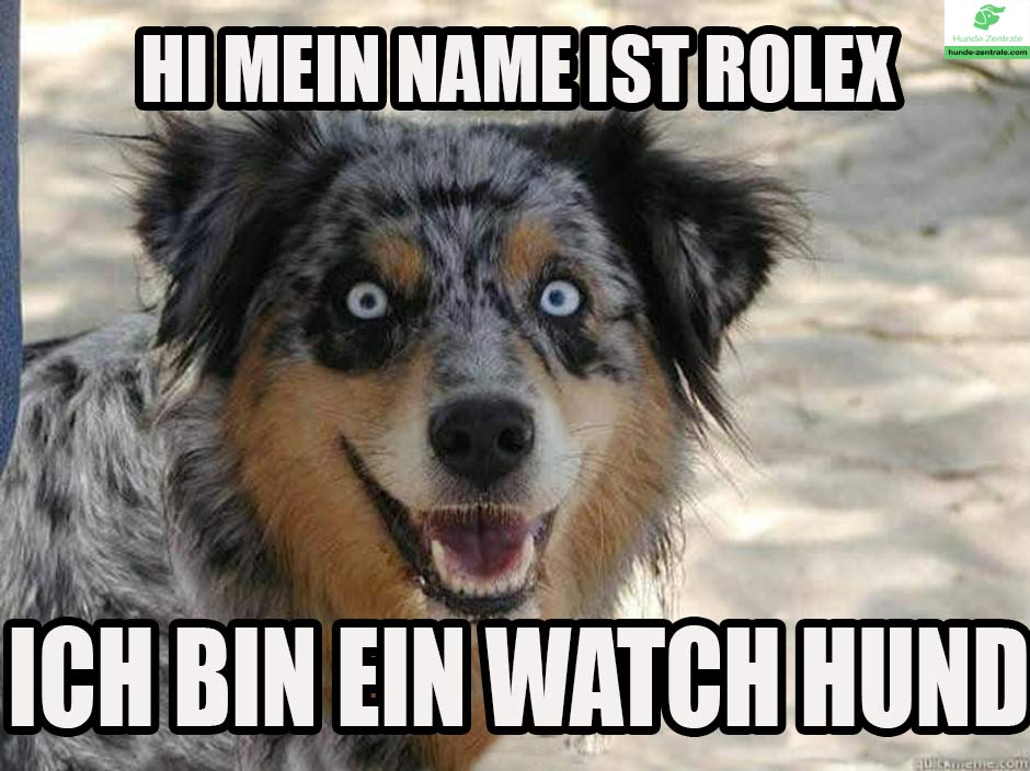laechelnder-Hund-Meme-hi-mein-name-ist-rolex-ich-bin-ein-watch-hund