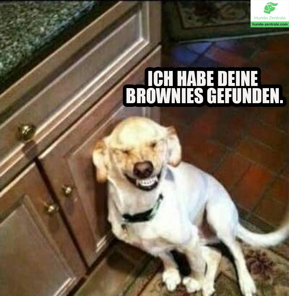 laechelnder-Hund-Meme-ich-habe-deine-brownies-gefunden