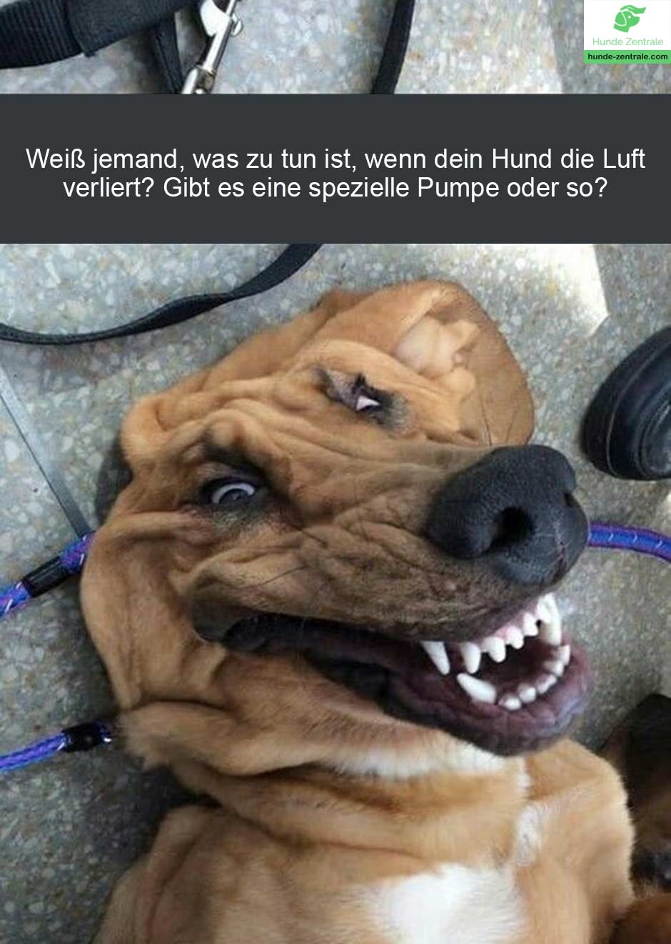 37+ lächelnde Hunde Memes Hunde Zentrale