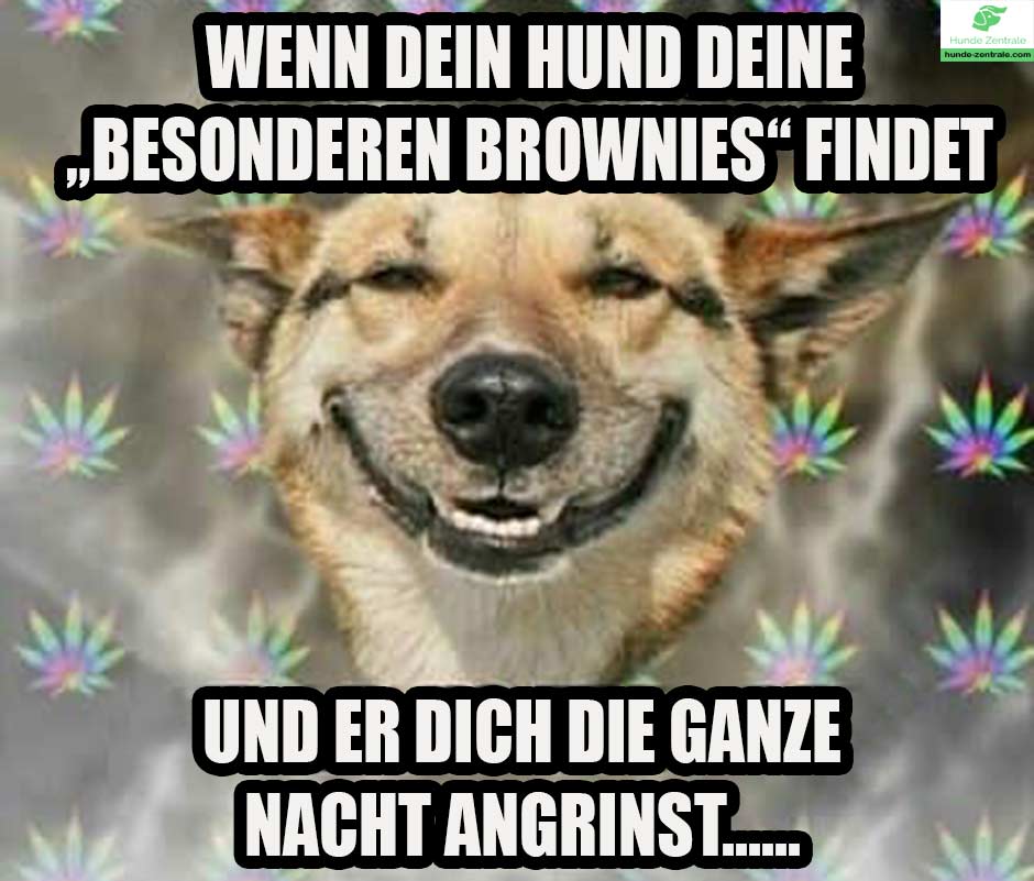 laechelnder-Hund-Meme-wenn-dein-hund-deinne-besonderen-brownies-findet