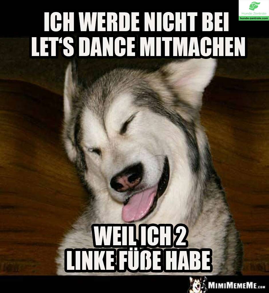 tanzender-Hund-Meme-Ich-werde-nicht-bei-lets-dance-mitmachen