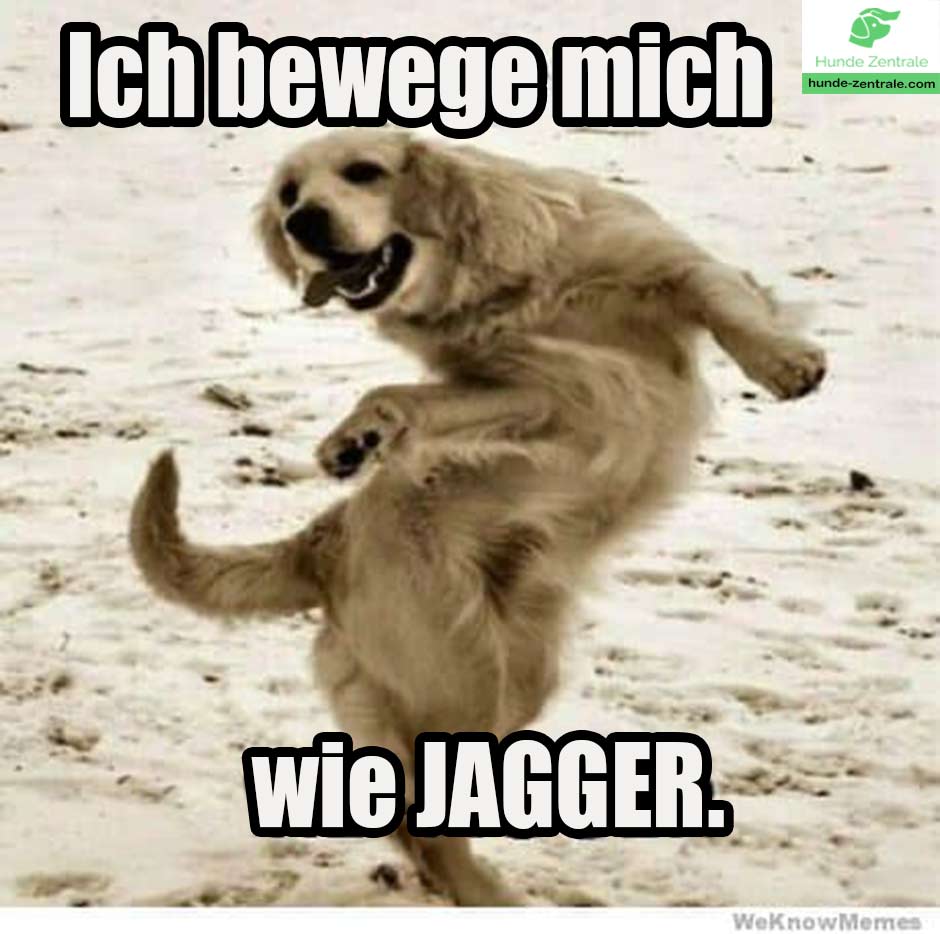 tanzender-Hund-Meme-ich-bewege-mich-wie-jagger